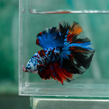 Load image into Gallery viewer, Male Halfmoon - Galaxy #1917 - Live Betta Fish
