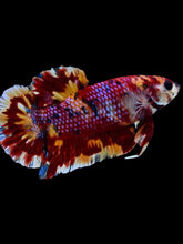 Load image into Gallery viewer, GIANT Male Halfmoon Plakat - Multicolor #1920 - Live Betta Fish
