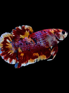 GIANT Male Halfmoon Plakat - Multicolor #1920 - Live Betta Fish