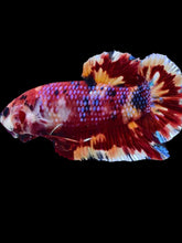 Load image into Gallery viewer, GIANT Male Halfmoon Plakat - Multicolor #1920 - Live Betta Fish
