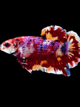 Load image into Gallery viewer, GIANT Male Halfmoon Plakat - Multicolor #1920 - Live Betta Fish
