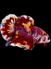 Load image into Gallery viewer, GIANT Male Halfmoon Plakat - Multicolor #1920 - Live Betta Fish
