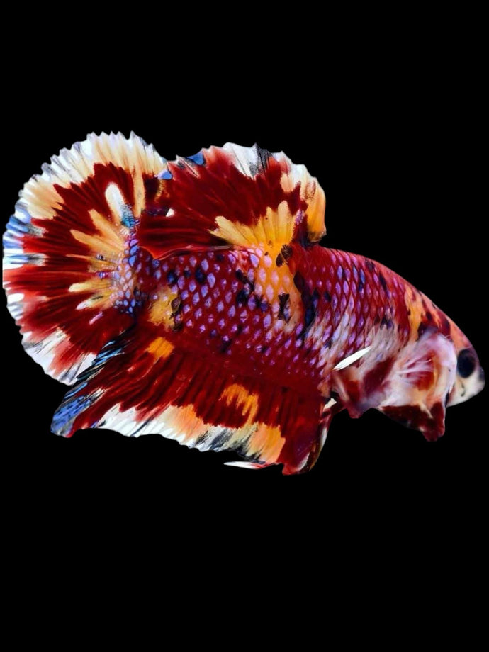 GIANT Male Halfmoon Plakat - Multicolor #1920 - Live Betta Fish