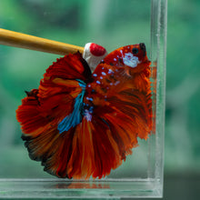 Load image into Gallery viewer, Male Halfmoon - Galaxy #1921 - Live Betta Fish
