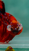Load image into Gallery viewer, Male Halfmoon - Galaxy #1921 - Live Betta Fish
