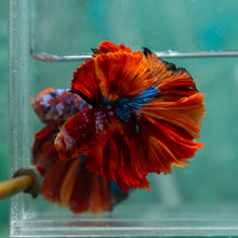 Load image into Gallery viewer, Male Halfmoon - Galaxy #1921 - Live Betta Fish
