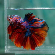 Load image into Gallery viewer, Male Halfmoon - Galaxy #1922 - Live Betta Fish
