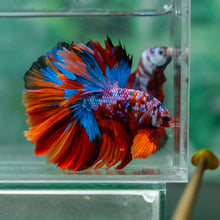Load image into Gallery viewer, Male Halfmoon - Galaxy #1922 - Live Betta Fish
