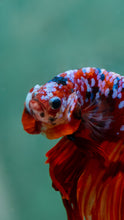 Load image into Gallery viewer, Male Halfmoon - Galaxy #1922 - Live Betta Fish
