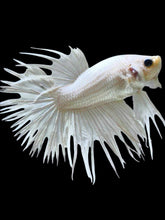 Load image into Gallery viewer, Male Crowntail - White Platinum #1923 - Live Betta Fish
