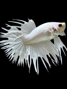 Male Crowntail - White Platinum #1923 - Live Betta Fish