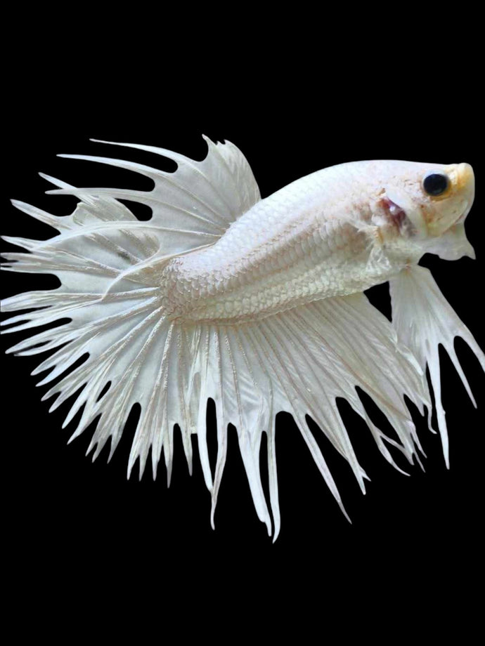 Male Crowntail - White Platinum #1923 - Live Betta Fish