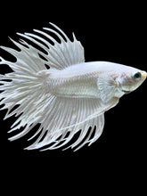 Load image into Gallery viewer, Male Crowntail - White Platinum #1923 - Live Betta Fish
