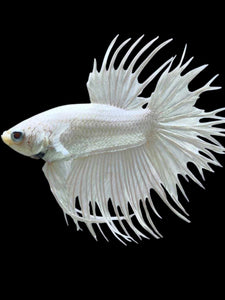 Male Crowntail - White Platinum #1923 - Live Betta Fish