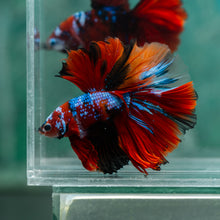 Load image into Gallery viewer, Male Halfmoon - Galaxy #1923 - Live Betta Fish
