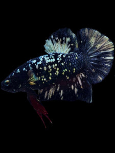 Male Halfmoon Plakat - Gold Avatar #1924 - Live Betta Fish