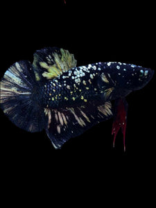 Male Halfmoon Plakat - Gold Avatar #1924 - Live Betta Fish