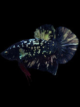 Load image into Gallery viewer, Male Halfmoon Plakat - Gold Avatar #1924 - Live Betta Fish
