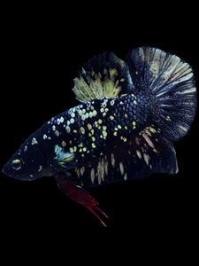 Male Halfmoon Plakat - Gold Avatar #1924 - Live Betta Fish
