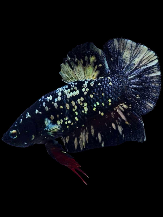 Male Halfmoon Plakat - Gold Avatar #1924 - Live Betta Fish