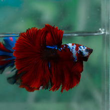 Load image into Gallery viewer, Male Rosetail - Red Galaxy #1925 - Live Betta Fish
