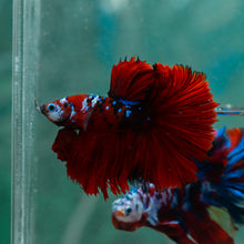 Load image into Gallery viewer, Male Rosetail - Red Galaxy #1925 - Live Betta Fish
