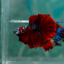 Load image into Gallery viewer, Male Rosetail - Red Galaxy #1925 - Live Betta Fish
