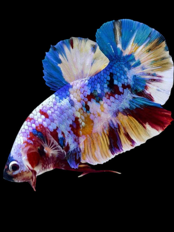 GIANT Male Halfmoon Plakat - Multicolor #1927 - Live Betta Fish