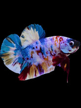 Load image into Gallery viewer, GIANT Male Halfmoon Plakat - Multicolor #1927 - Live Betta Fish
