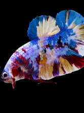 Load image into Gallery viewer, GIANT Male Halfmoon Plakat - Multicolor #1927 - Live Betta Fish
