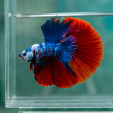 Load image into Gallery viewer, Male Halfmoon - Galaxy #1927 - Live Betta Fish
