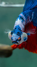 Load image into Gallery viewer, Male Halfmoon - Galaxy #1927 - Live Betta Fish
