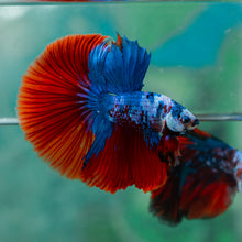 Load image into Gallery viewer, Male Halfmoon - Galaxy #1927 - Live Betta Fish

