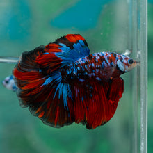 Load image into Gallery viewer, Male Halfmoon - Red Galaxy #1928 - Live Betta Fish
