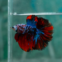 Load image into Gallery viewer, Male Halfmoon - Red Galaxy #1928 - Live Betta Fish
