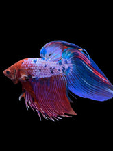Load image into Gallery viewer, Male Veiltail - Purple Candy #1929 - Live Betta Fish
