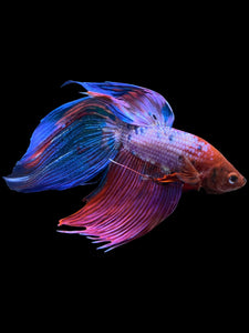 Male Veiltail - Purple Candy #1929 - Live Betta Fish
