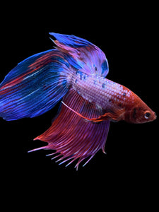 Male Veiltail - Purple Candy #1929 - Live Betta Fish