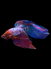 Load image into Gallery viewer, Male Veiltail - Purple Candy #1929 - Live Betta Fish
