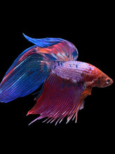 Load image into Gallery viewer, Male Veiltail - Purple Candy #1929 - Live Betta Fish
