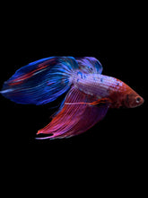 Load image into Gallery viewer, Male Veiltail - Purple Candy #1929 - Live Betta Fish
