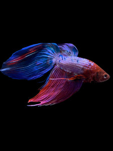 Male Veiltail - Purple Candy #1929 - Live Betta Fish