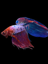 Load image into Gallery viewer, Male Veiltail - Purple Candy #1929 - Live Betta Fish
