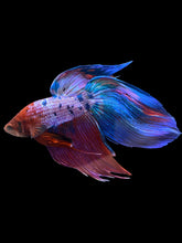Load image into Gallery viewer, Male Veiltail - Purple Candy #1929 - Live Betta Fish

