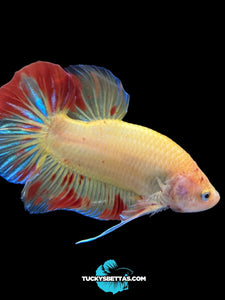 Male Halfmoon Plakat - Vanda #192 - Live Betta Fish