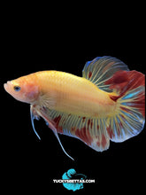 Load image into Gallery viewer, Male Halfmoon Plakat - Vanda #192 - Live Betta Fish
