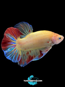 Male Halfmoon Plakat - Vanda #192 - Live Betta Fish