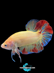 Male Halfmoon Plakat - Vanda #192 - Live Betta Fish