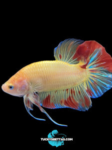 Male Halfmoon Plakat - Vanda #192 - Live Betta Fish