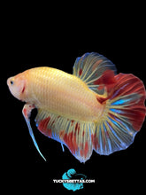 Load image into Gallery viewer, Male Halfmoon Plakat - Vanda #192 - Live Betta Fish
